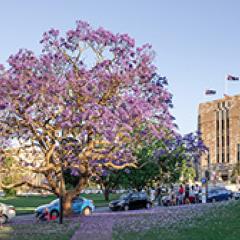 A flowering jacaranda tree in front of a sandstone building