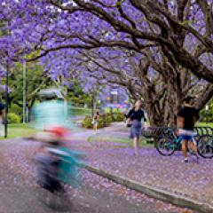 Blooming jacaranda trees next to a road surrounded by their fallen purple petals.