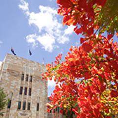 A flowering red poinciana tree in front of a sandstone building