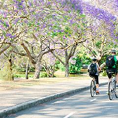 Two cyclists riding along a footpath surrounded by flowering jacaranda trees