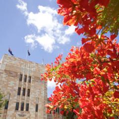 A red flowering poinciana tree in front of a sandstone building