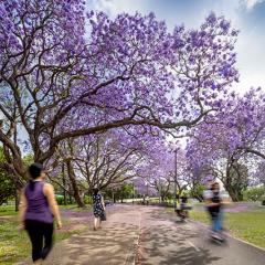 People walking along a path surrounded by flowering jacaranda trees
