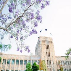 Flowering branches of a jacaranda tree in front of a sandstone building