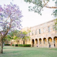 A flowering jacaranda tree on a lawn in front of a sandstone building