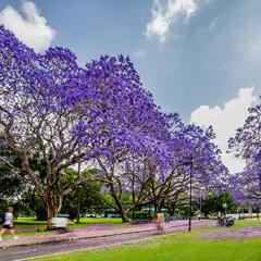 Flowering jacarandas lining the edges of a footpath and bikeway