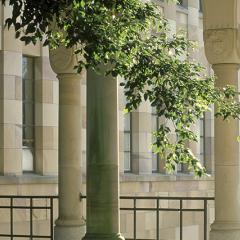 Sandstone columns with a leafy tree branch in front of them