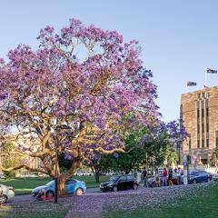 A flowering jacaranda in front of a sandstone building
